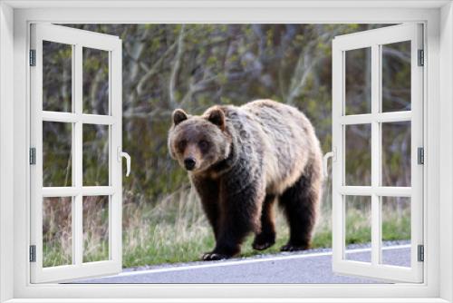 Fototapeta Naklejka Na Ścianę Okno 3D - Grizzly Bear in Kananaskis Country, Alberta CA