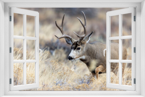 Fototapeta Naklejka Na Ścianę Okno 3D - Colorado