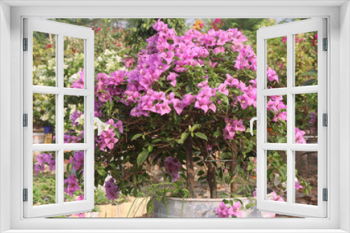 Fototapeta Naklejka Na Ścianę Okno 3D - Bougainvillea flower plant on farm