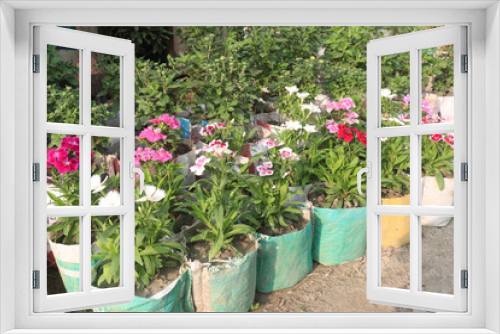 Fototapeta Naklejka Na Ścianę Okno 3D - Dianthus flower plant on farm