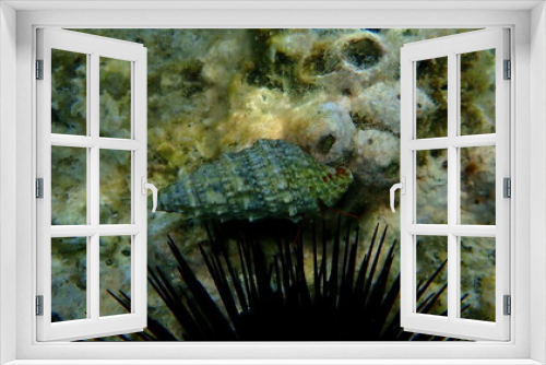 Fototapeta Naklejka Na Ścianę Okno 3D - Cerith (Cerithium renovatum) shell with Mediterranean rocky shore hermit crab (Clibanarius erythropus) undersea, Aegean Sea, Greece, Halkidiki