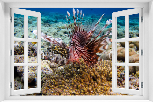 Fototapeta Naklejka Na Ścianę Okno 3D - Zebra lionfish found in the expanses of the coral reef of the Red Sea