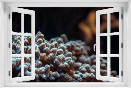 Fototapeta Naklejka Na Ścianę Okno 3D - Underwater photo, close up of coral, Pocillopora species, emitting fluorescent light. Abstract marine background