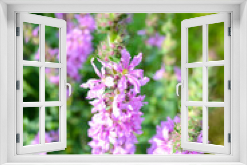 Fototapeta Naklejka Na Ścianę Okno 3D - lila Wildblumen
