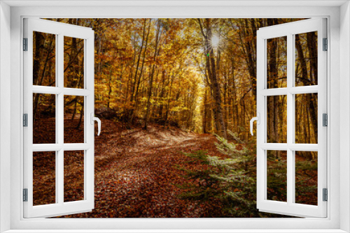 Fototapeta Naklejka Na Ścianę Okno 3D - Forest in the mountains during autumn with the sun
