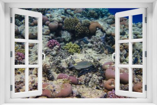 Fototapeta Naklejka Na Ścianę Okno 3D - Halichoeres hortulanus in the expanses of the coral reef of the Red Sea