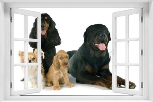 Fototapeta Naklejka Na Ścianę Okno 3D - group of dogs
