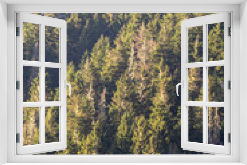 Fototapeta Naklejka Na Ścianę Okno 3D - Forest at sunset. Healthy green trees spruce, fir and pine trees in the wilderness of a national park. Sustainable industry, ecosystem and healthy environment concepts and background