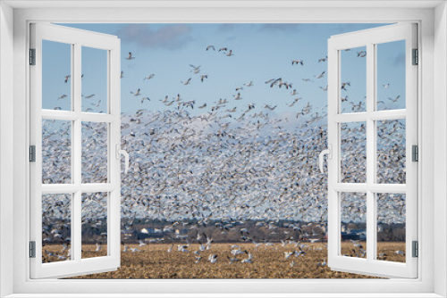 Fototapeta Naklejka Na Ścianę Okno 3D - migrating snow geese leaving a farm field on their way south in November 

