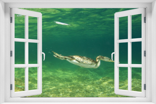 Fototapeta Naklejka Na Ścianę Okno 3D - Cormorant bird swimming underwater