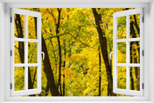 Fototapeta Naklejka Na Ścianę Okno 3D - Golden forest