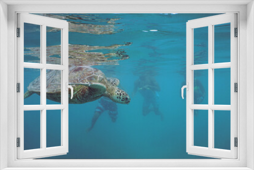 Fototapeta Naklejka Na Ścianę Okno 3D - Snorkeling with Wild Hawaiian Green Sea Turtles in the Ocean off Waikiki Beach 