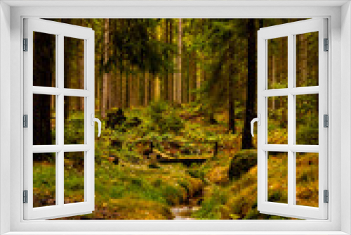 Fototapeta Naklejka Na Ścianę Okno 3D - Herbstlicht im Fichtenwald in der Oberlausitz 5