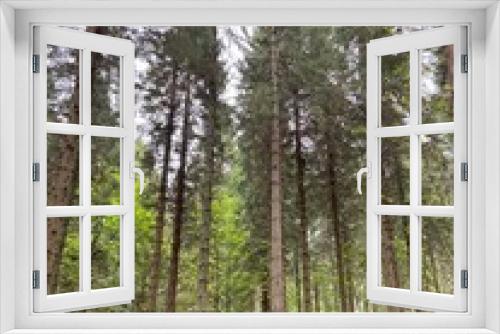 Fototapeta Naklejka Na Ścianę Okno 3D - Forest of Scots pines