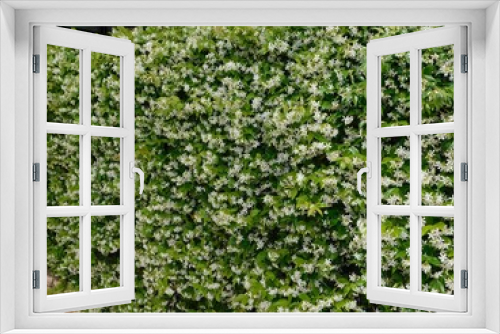 Fototapeta Naklejka Na Ścianę Okno 3D - Blossoming star jasmine, or Rhynchospermum jasminoides, hedge