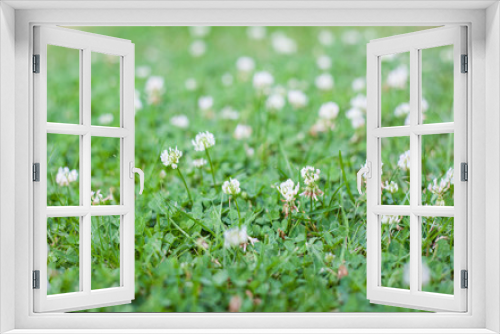 Fototapeta Naklejka Na Ścianę Okno 3D - Blooming clover