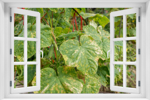 Fototapeta Naklejka Na Ścianę Okno 3D - Cucumber leaves infected by downy mildew or Pseudoperonospora cubensis in the garden, close-up. Cucurbits vegetables disease. Leaves with mosaic yellow spots.