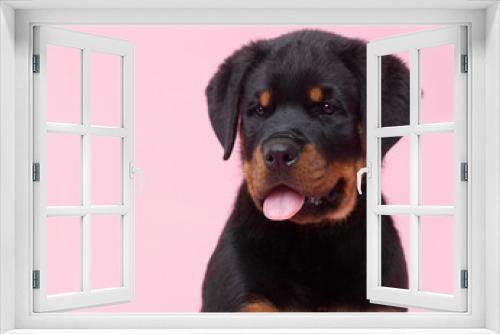 Fototapeta Naklejka Na Ścianę Okno 3D - Rottweiler puppy, portrait on a pink background