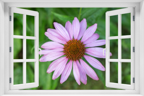 Fototapeta Naklejka Na Ścianę Okno 3D - Echinacea