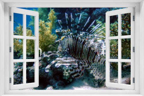 Fototapeta Naklejka Na Ścianę Okno 3D - Lionfish