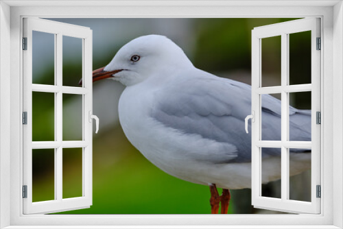 Fototapeta Naklejka Na Ścianę Okno 3D - The silver gull (Chroicocephalus novaehollandiae) is the most common gull of Australia. It has been found throughout the continent, but particularly at or near coastal areas.