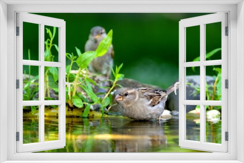 Fototapeta Naklejka Na Ścianę Okno 3D - House sparrow, female standing in bird water hole. Reflection on the water. Czechia.