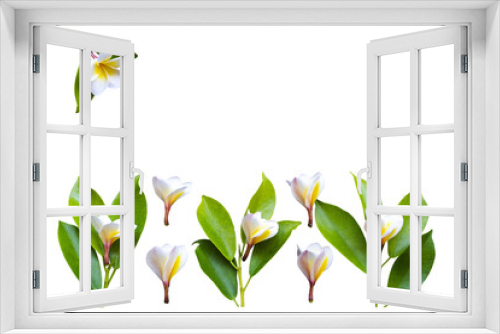 Fototapeta Naklejka Na Ścianę Okno 3D - white, yellow flowers frangipani local flora arrangement flat lay postcard style 