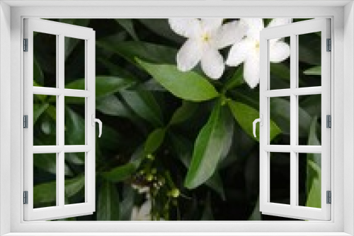 Fototapeta Naklejka Na Ścianę Okno 3D - Small flowers in Crepe Jasmine. Little white flowers. Gardenia crape flower are fragrant flowers sampaguita jasmine