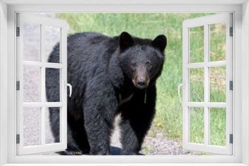 Fototapeta Naklejka Na Ścianę Okno 3D - American Black Bear