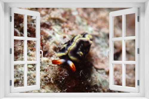 Fototapeta Naklejka Na Ścianę Okno 3D - Nudibranch Found in Saipan