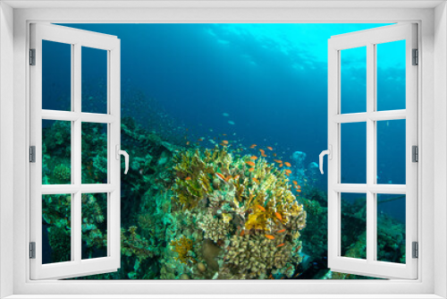 Fototapeta Naklejka Na Ścianę Okno 3D - Beautiful hard corals surrounded by small colorful fishes covering the hull of the MV Salem Express shipwreck, Red Sea, Egypt