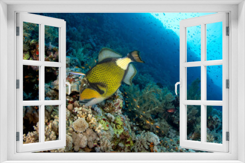 Fototapeta Naklejka Na Ścianę Okno 3D - The titan triggerfish / giant triggerfish / moustache triggerfish (Balistoides viridescens) feeding on the coral reef of St Johns, Red Sea, Egypt