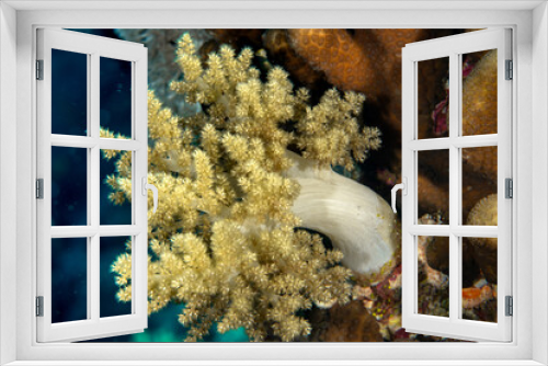 Fototapeta Naklejka Na Ścianę Okno 3D - closeup of the Soft Broccoli coral (Litophyton sp) on the reefs of MArsa Alam, Egypt