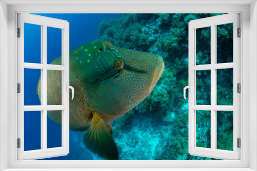 Fototapeta Naklejka Na Ścianę Okno 3D - Closeup of the Humphead Wrasse / Napoleon wrasse / Napoleonfish (Cheilinus undulatus) on the coral reef of St Johns Reef, Egypt