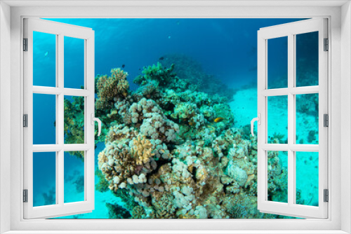 Fototapeta Naklejka Na Ścianę Okno 3D - View over a beautiful coral reef covered woth a cariety of soft and hard corals, Marsa Alam, Red Sea, Egypt