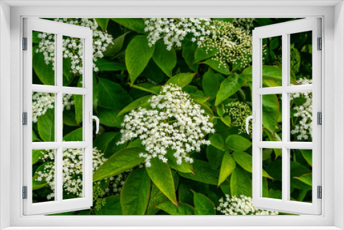 Fototapeta Naklejka Na Ścianę Okno 3D - Elderflower