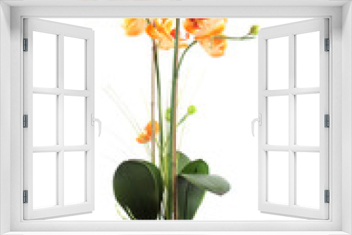 Fototapeta Naklejka Na Ścianę Okno 3D - Orange orchid in pot isolated on a white backgroun