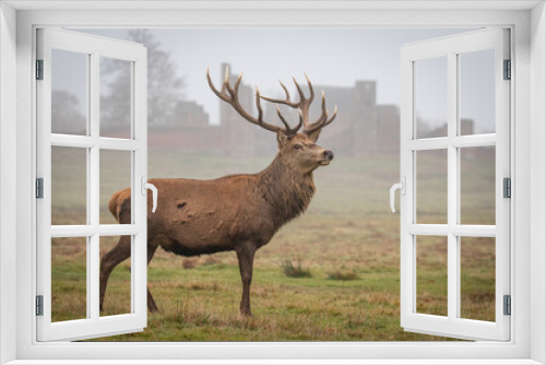 Fototapeta Naklejka Na Ścianę Okno 3D - deer in the woods
