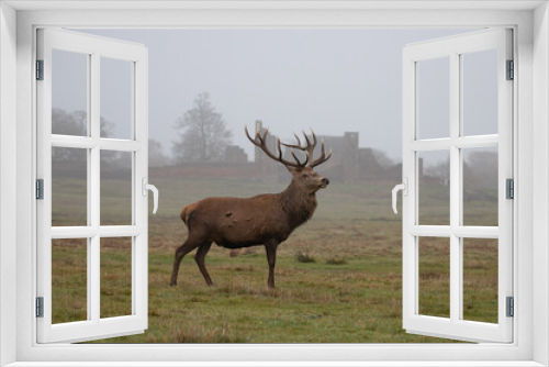Fototapeta Naklejka Na Ścianę Okno 3D - deer in the countryside
