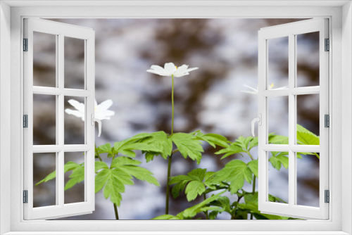 Fototapeta Naklejka Na Ścianę Okno 3D - windflower