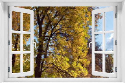 Fototapeta Naklejka Na Ścianę Okno 3D - Russia,Gatchina, bright autumn tree in park