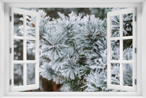 Fototapeta Naklejka Na Ścianę Okno 3D - Beautiful icy pine twig close-up in winter day.