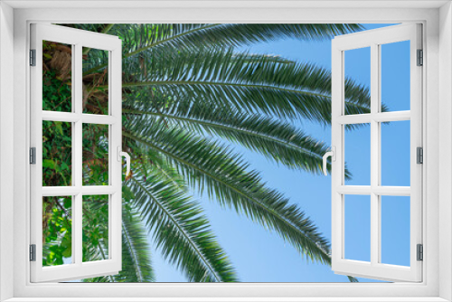Fototapeta Naklejka Na Ścianę Okno 3D - palm trees against a blue sky with clouds
