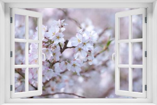 Fototapeta Naklejka Na Ścianę Okno 3D - 桜の花　華やかな春のイメージ