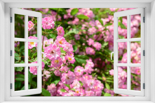 Fototapeta Naklejka Na Ścianę Okno 3D - Beautiful pink roses in garden, closeup