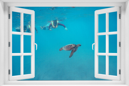 Fototapeta Naklejka Na Ścianę Okno 3D - Snorkeling with Wild Hawaiian Green Sea Turtles in Hawaii 