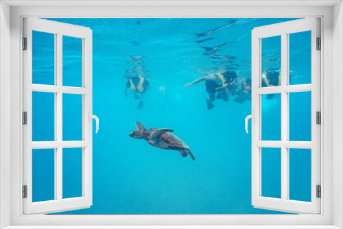 Fototapeta Naklejka Na Ścianę Okno 3D - Snorkeling with Wild Hawaiian Green Sea Turtles in Hawaii 