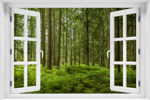 Fototapeta Naklejka Na Ścianę Okno 3D - In the Woods