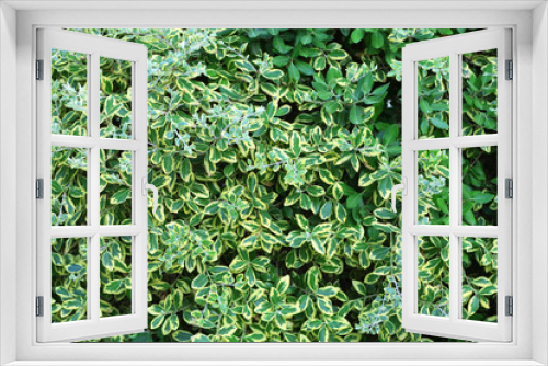 Fototapeta Naklejka Na Ścianę Okno 3D - Beautiful green bush close up