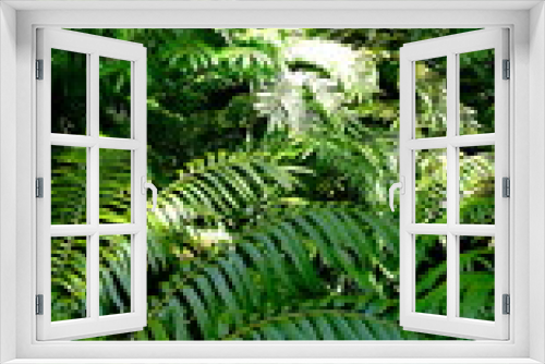 Fototapeta Naklejka Na Ścianę Okno 3D - Portrait of a fern 